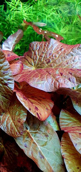 Lotos tygrysi czerwony (grzybień egipski)