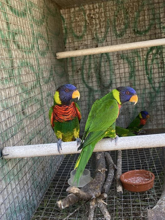 Casais Loris arco iris 2025