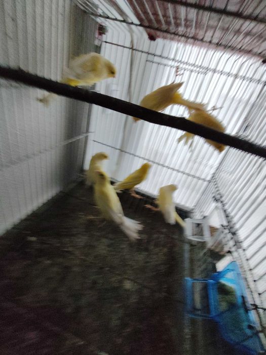 Canários llarguet espanhol