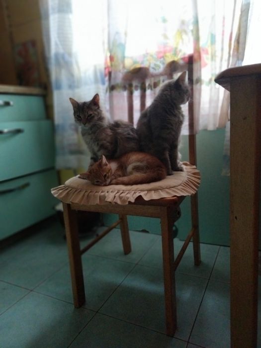 Отдам котят в хорошем руки