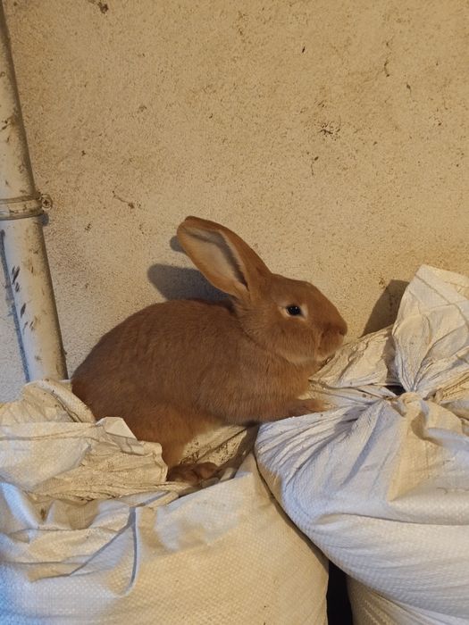 Króliki hodowlane samce