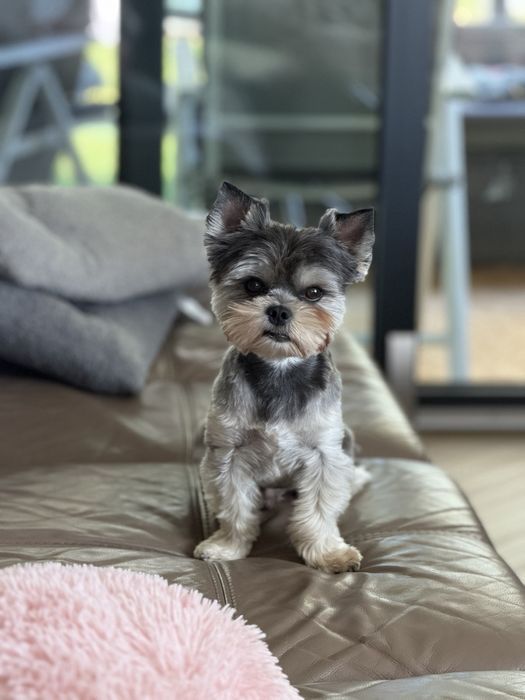 HUGO – yorkshire terrier REPRODUKTOR