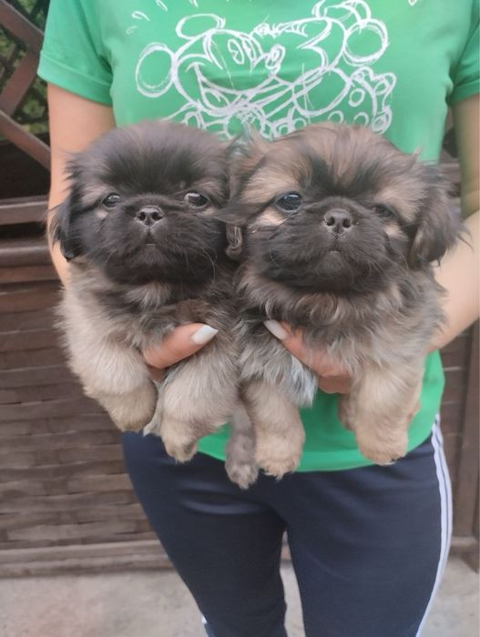 Продам цуценят Пекінесиків