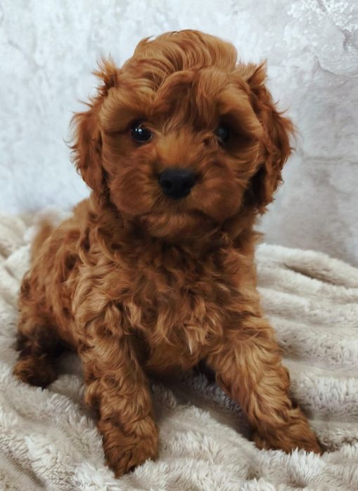 Śliczny chlopczyk  Cavapoo  F1