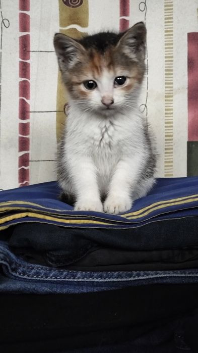 Віддам в добрі руки кошеня дівчинка