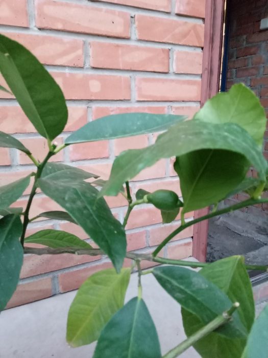 Продам комнатный лимон