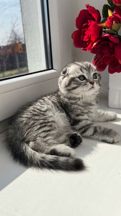 Шотландький висловухий котик, кошенята, котики