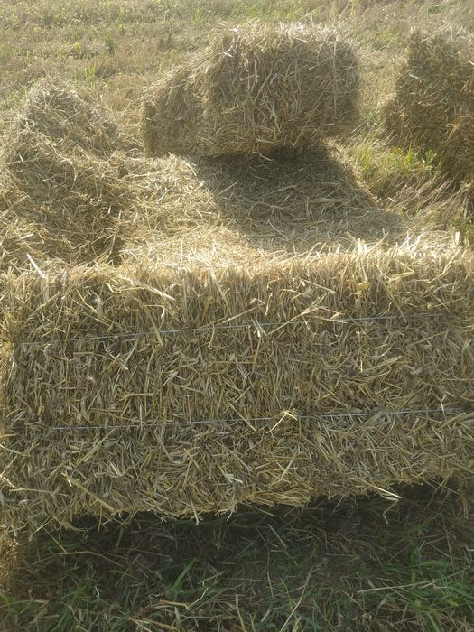 Продам тюки соломи