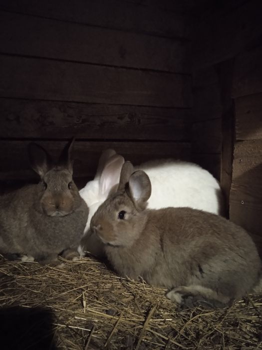 Młode króliki...
