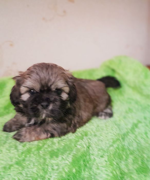 Цуценнята шитцу хлопчик та дівчатка