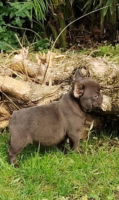 Bulldog Francês Chocolate, mesmo chocolate