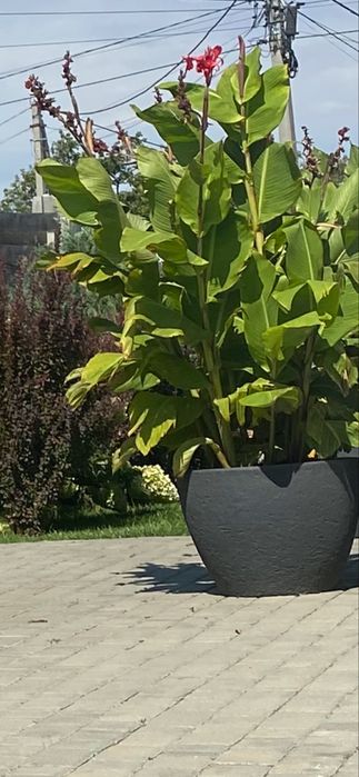 Канна червона ( клубні)