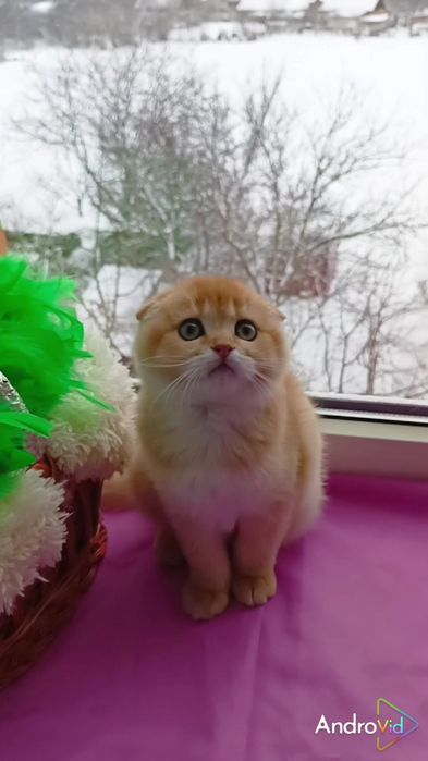 Лялькова дівчинка золота шиншила. Шотландська висловуха