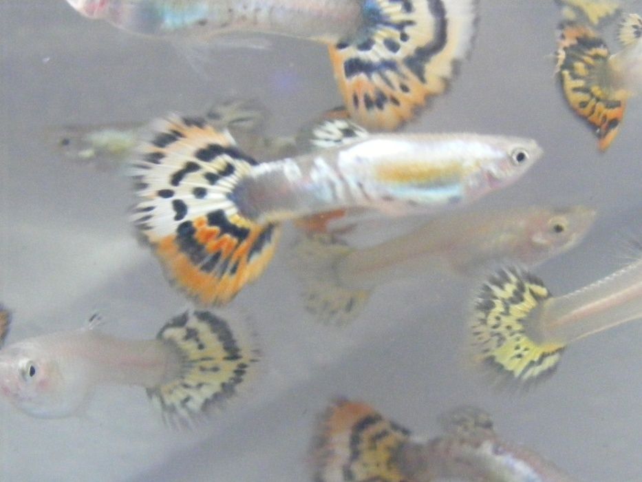 GB Gupik Tiger/lepard - ryba krajowa