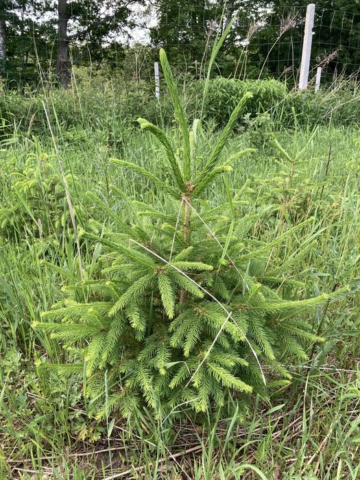 Świerk pospolity, srebrzysty, z bryłą korzeniową