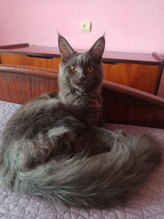 Голубий окрас.Дівчинка.