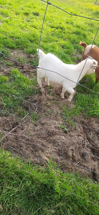 Cabrito anão para venda