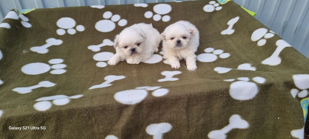 Pequinês macho branco