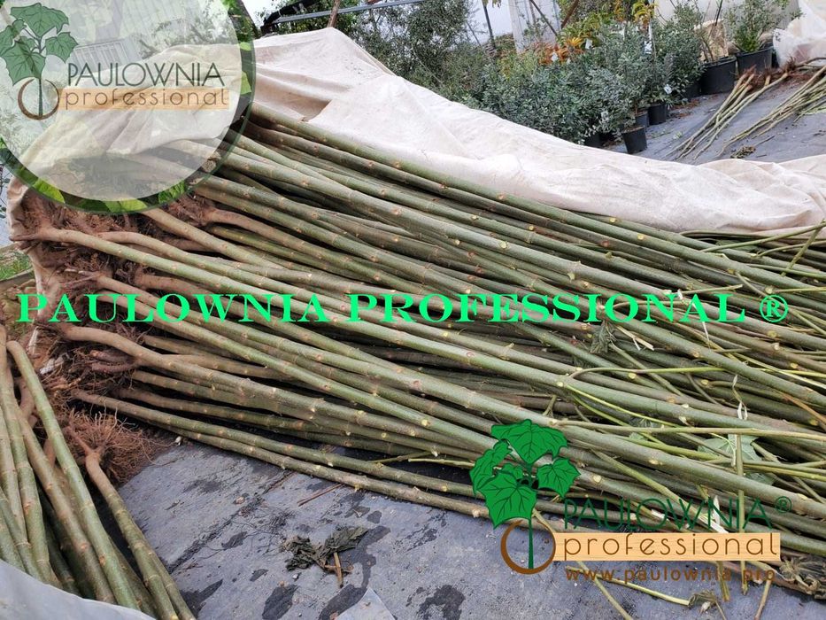 1.	Árvores Paulownia com desconto. Variedade estéril.