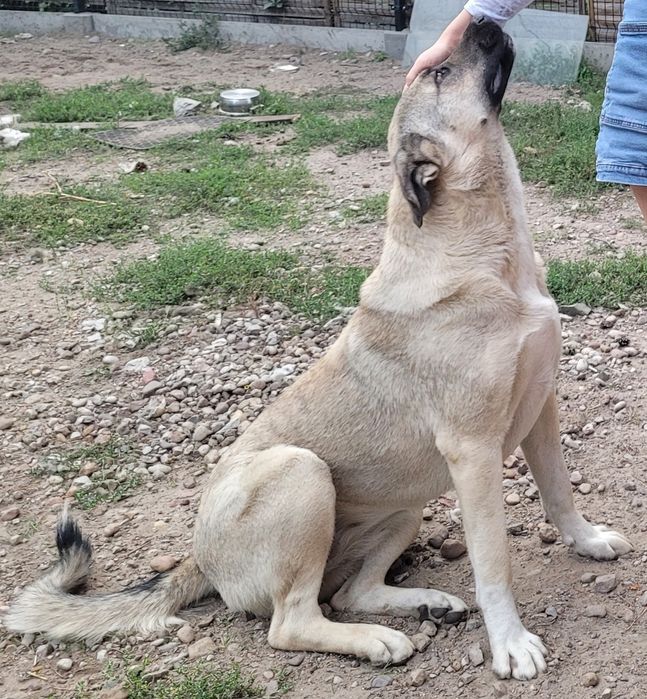 Kangal młody mądry