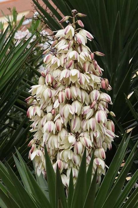 Juka Karolińska Juka