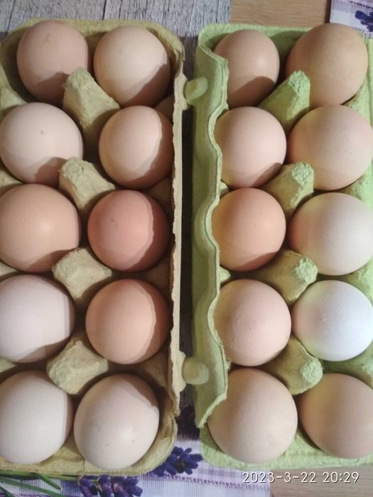 Jaja wiejskie świeże dowiozę Kępno, Bralin