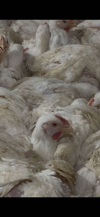 Курка живою вагою росс 308