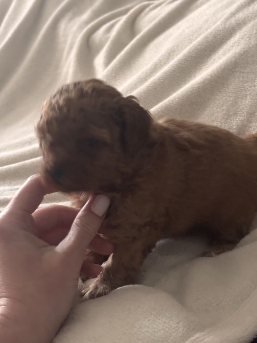 Мальтипу щенки мини