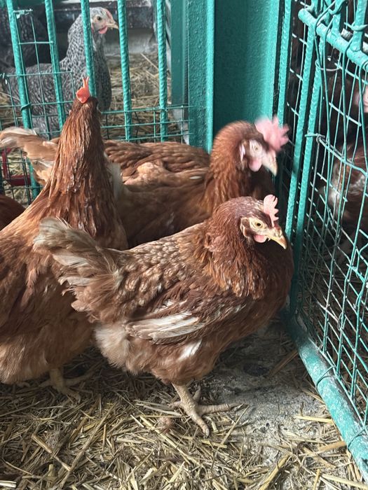 Курочки Домінант Легорн Ломан браун