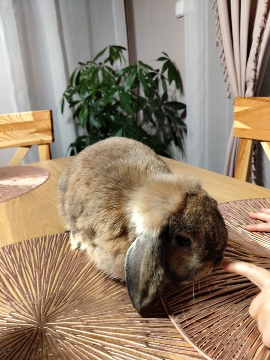 Mini lop z domowej hodowli