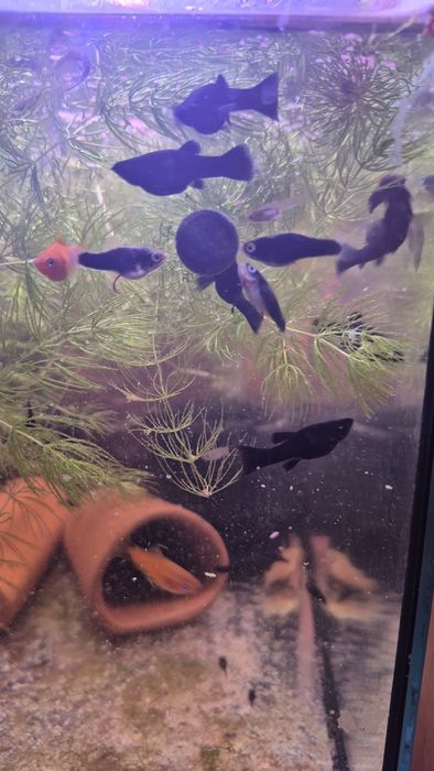 Mieczyki I molinezje młode