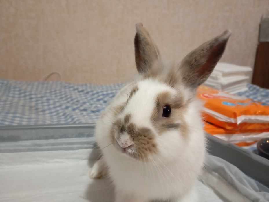 Кролик  декоративный , со всеми комплектующими.