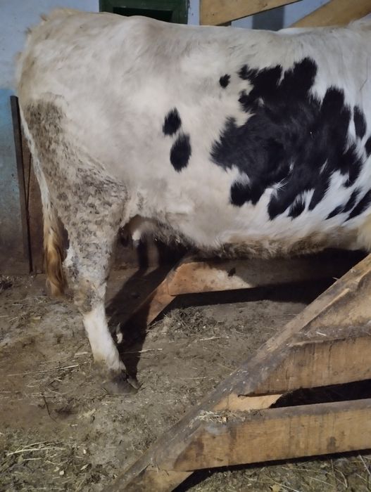 Продається високо тільна телиця