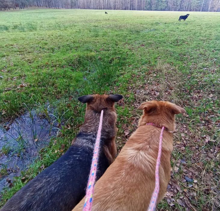 Dwie Siostrunie Zgrany Duet Deska Ayra Owczarek Niem DOWÓZ cała Polska