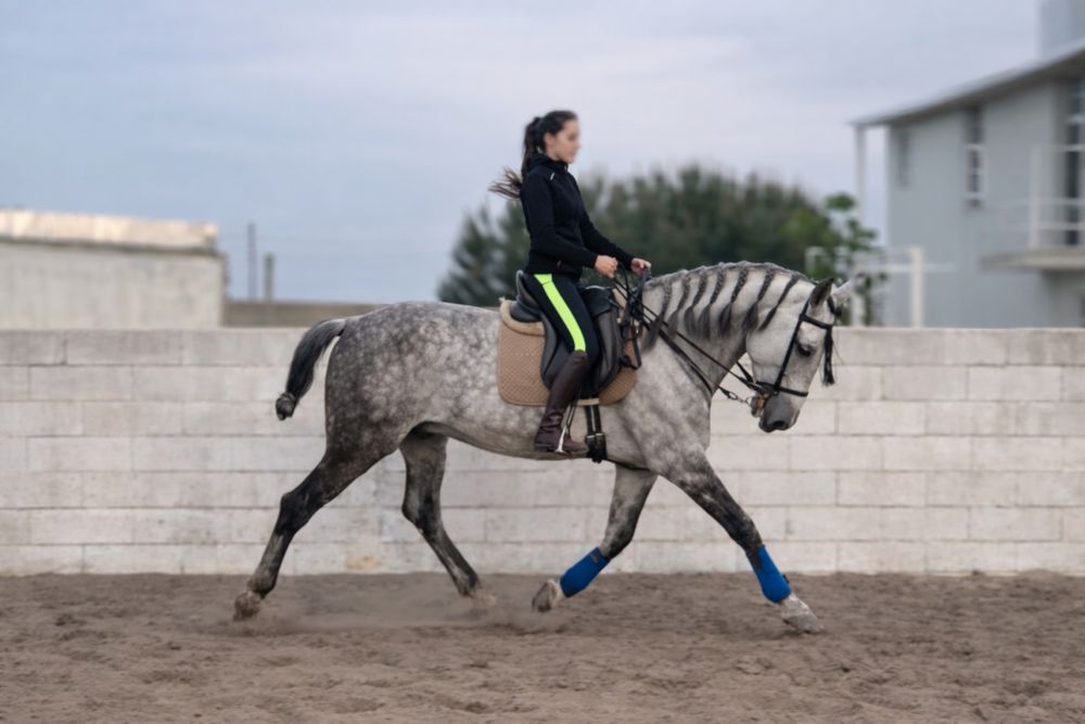 Cavalo Cruzado lusitano