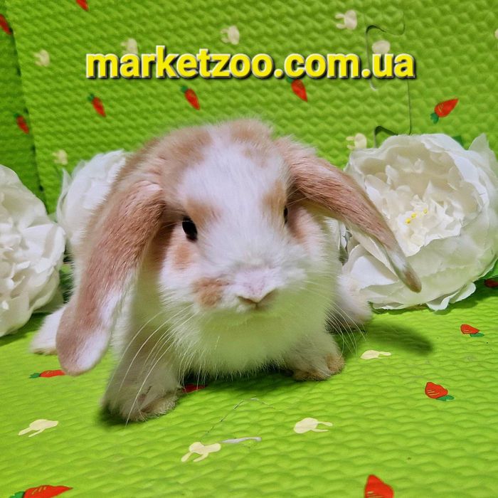Мини міні mini lop вислоухий карликовый баранчик кролик кролики крольч