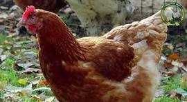 Кури Ломанн Сенді,Ломанн Браун 5мес,Куры несушки