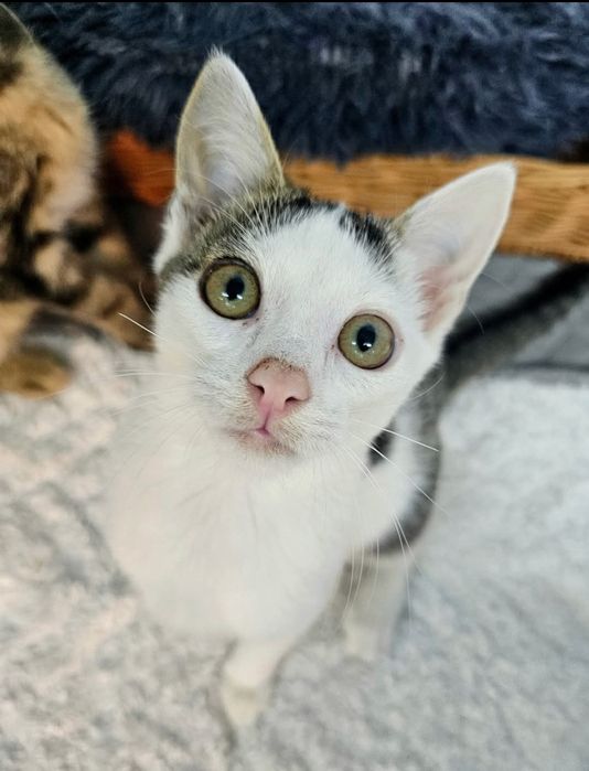 Kot Taco- cudowny kocurek szuka domu.