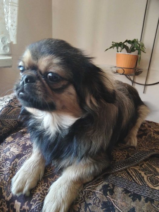 вязка та продаж королевських пекінесів