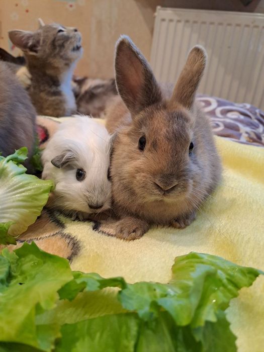 Морська свинка дівчинка