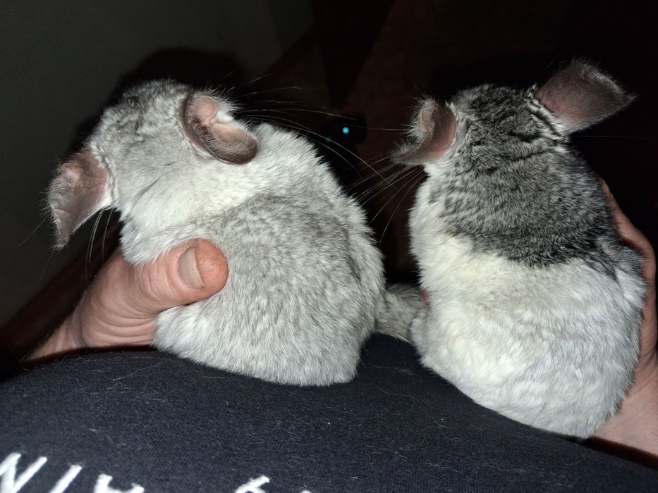 Продам чарівних пухнастиків