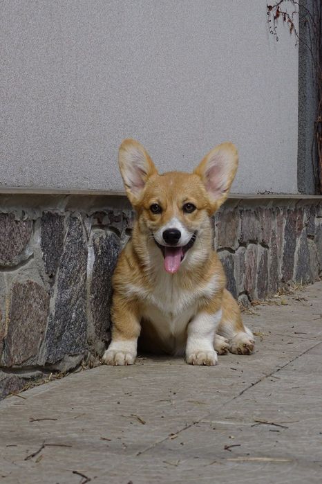 Розплідник пропонує