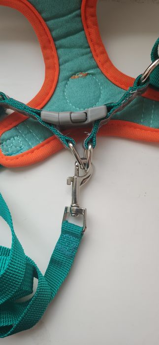 Ошийник для собак