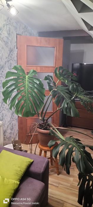 Sprzedam monstere dużą