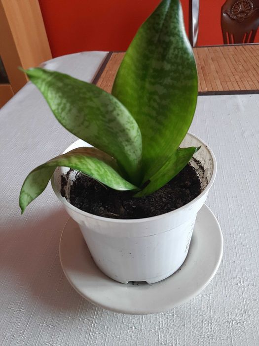 Sansevieria rozetowa