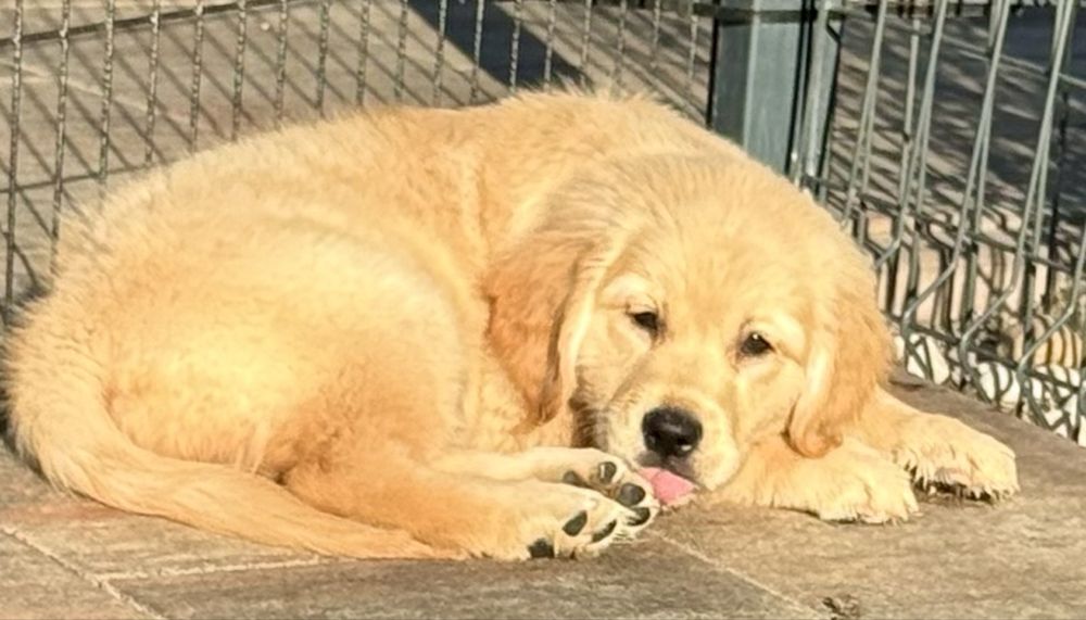Golden retriver FCI ZKWP samiec pies
