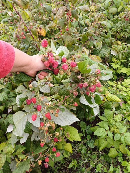 Саджанці малини Полана.