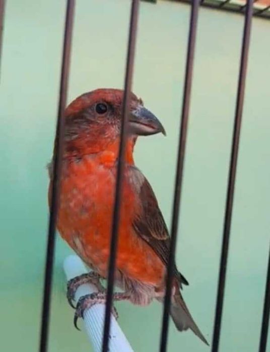 Carpodacos Mexicanos 2025/2026(outras aves)