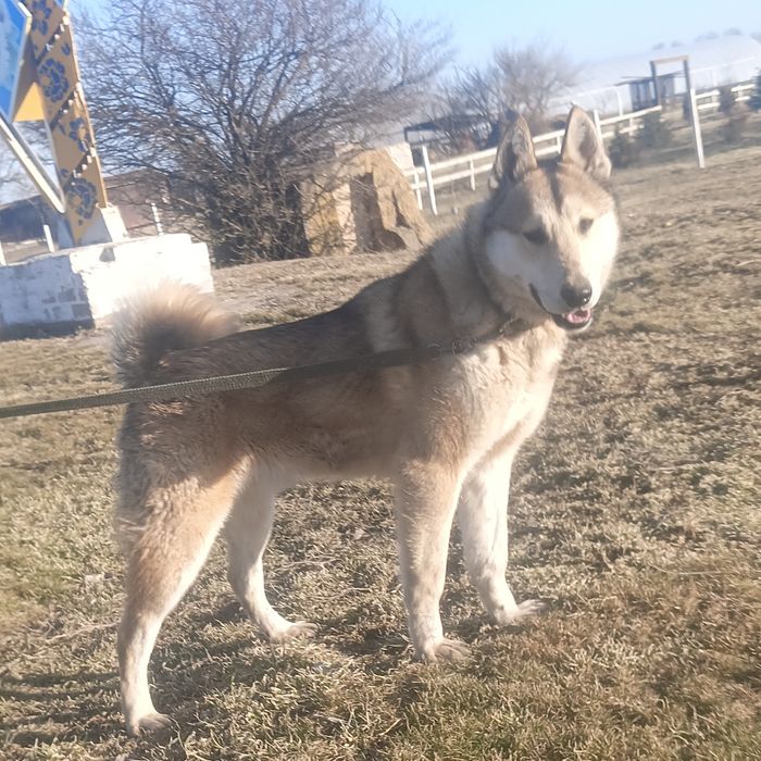 Робоча собака по всьому