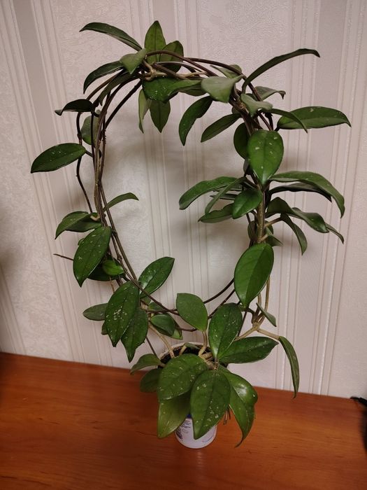 Хойя карноза доросла рослина